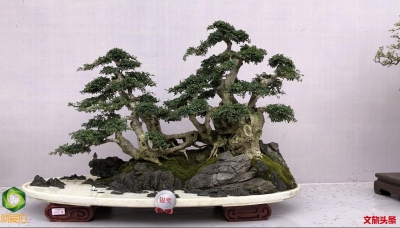 2019国际盆景精品展亮相大观公园