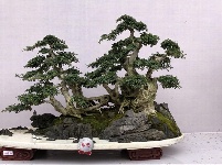 2019国际盆景精品展亮相大观公园