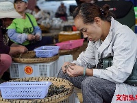 又是一年菌儿香