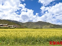 【就爱去香格里拉】一半海水一半草原  高原景色令人着迷