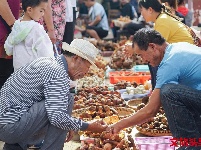 又是一年菌儿香