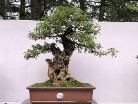 2019国际盆景精品展亮相大观公园