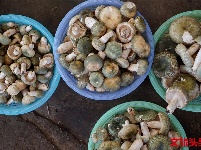 又是一年菌儿香