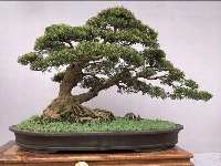 2019国际盆景精品展亮相大观公园