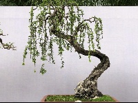 2019国际盆景精品展亮相大观公园