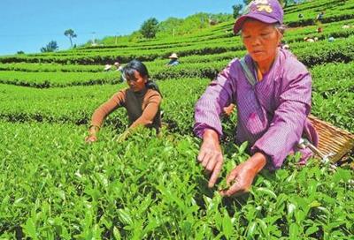 云龙茶
