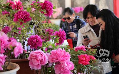 【就爱去云南过大年】昙华寺公园牡丹花开庆佳节