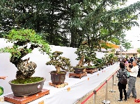 2019国际盆景精品展亮相大观公园