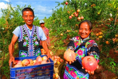 收藏！楚雄秋日水果采摘指南，周末约起！