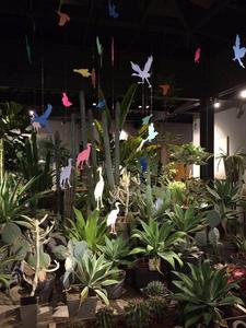 遇见“世纪植物”龙舌兰花期，“植物的力量”联合艺术展昆明斗南开展 