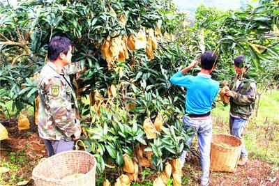 “退+种植”“退+农家乐”......保山龙陵昔日荒山荒地变身“百果园”！