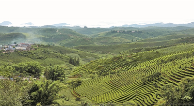 西双版纳大渡岗茶园被认定为世界最大连片茶园