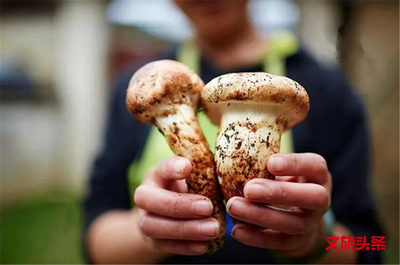 人间天堂香格里拉 舌尖绝味松茸盛宴