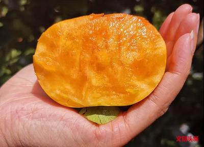 嘎嘣脆甜，18°甜溏心脆柿，“柿”你的菜！