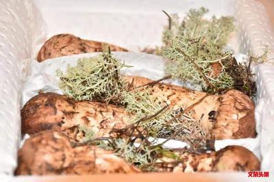 世间唯爱与美食不可辜负，来迪庆吃松茸吧