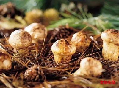 山珍特产 | 八月去迪庆，带你走进松茸的世界