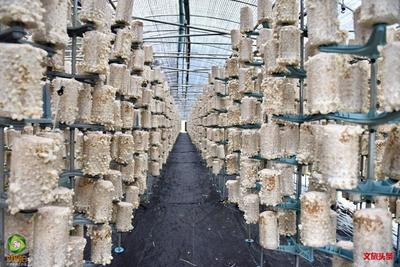 红河县甲寅镇积极探索食用菌产业易地集中式扶贫模式