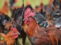 千古博南 味道永平