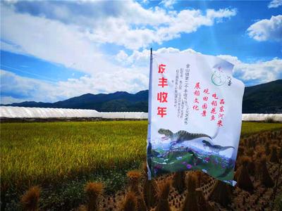 景美农忙人欢笑，稻香鱼肥迎丰收！禄丰县金山镇举办第二个丰收节暨首届稻文化艺术节