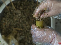 【就爱去德宏】绿叶宴 大自然的味道