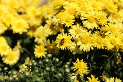 城里赏菊花、山间品芒果......国庆七天华坪天天有活动！