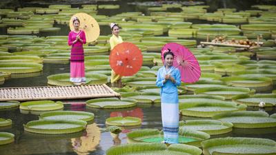 厉害了我的“王莲” 今年国庆来西双版纳热带植物园玩“水上漂”
