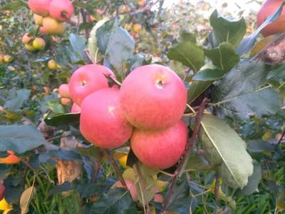 不打蜡不催熟自然生长 苍山甜脆多汁李家庄苹果新鲜上市