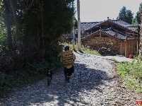 【就爱去丽江】丽江玉湖村 雪山脚下的石头房子