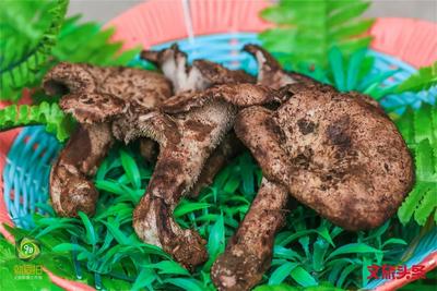 云南野生菌家族的自白书