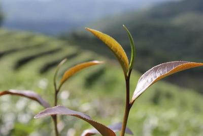享高山林间茶之珍稀，品这杯高山林间的清香……
