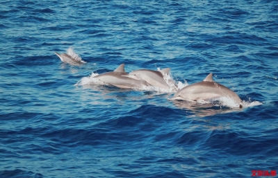 写给疫后准备去斯里兰卡的你