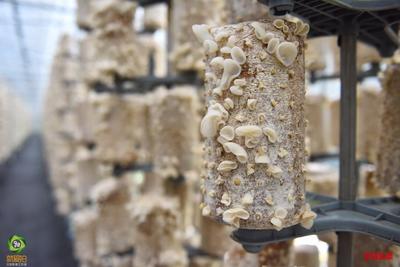 红河县甲寅镇积极探索食用菌产业易地集中式扶贫模式