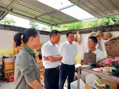以蜂为媒 产旅结合 一平浪镇打造农旅一体新玩法
