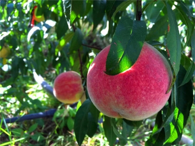 吃货福利！秋冬时令水果上线，楚雄周边采摘游走起~