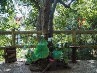 【就爱去鸡足山】空心树 树空心不空