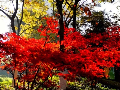 又是一年枫叶红，楚雄最美的“枫”景在这些地方！