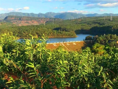 吃货福利！秋冬时令水果上线，楚雄周边采摘游走起~