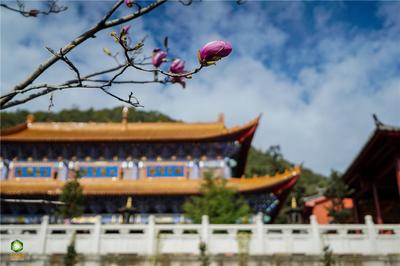 【就爱去鸡足山】九莲寺