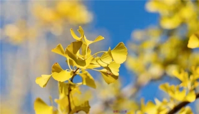 美景怡人！小编私藏的秋游攻略奉上，带你感受秋日里的小美好
