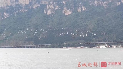 【视频】比往年还早，红嘴鸥先头部队抵达滇池，昆明又将迎来观鸥季