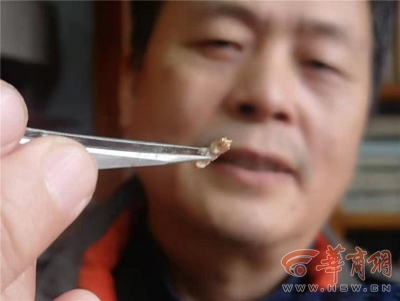 陕西首次发现珍贵蛇类化石 每节仅3毫米