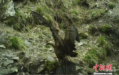 三江源东段区域生物多样性丰富