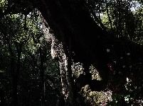 【就爱去鸡足山】空心树 树空心不空