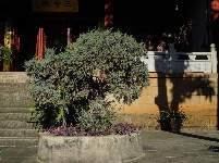 【就爱去鸡足山】九莲寺