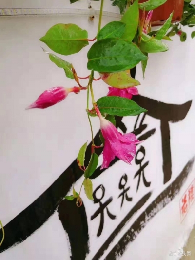 遇见花禧，满目繁花