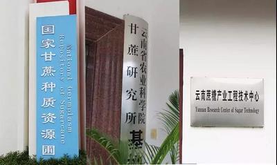云南农科院60年不懈科研，只为这颗干净、健康又安全的好红糖