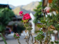 【就爱去鸡足山】寺前村