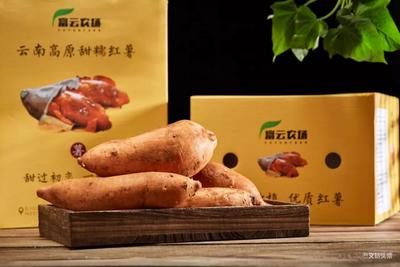  香软贼甜，蜜汁流油……红薯界的“爱马仕”让你沦陷