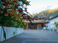 【就爱去鸡足山】寺前村