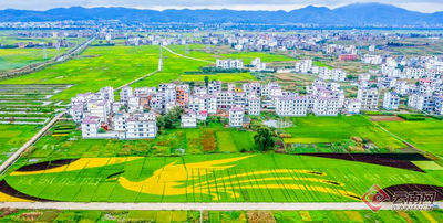 昭通昭阳：稻田间飞翔“金凤凰”